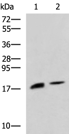 Rabbit Polyclonal Antibody to RNASE1