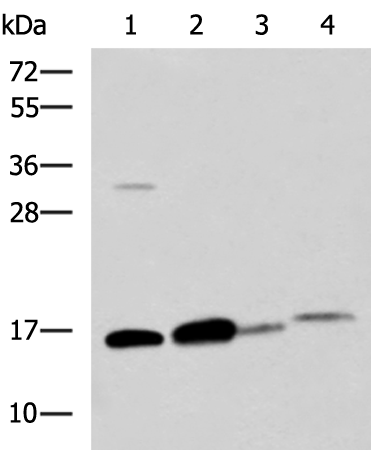 Rabbit Polyclonal Antibody to ZG16