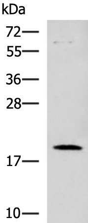 Rabbit Polyclonal Antibody to DNPH1