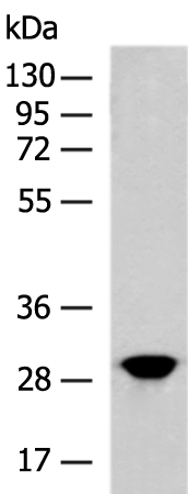 Rabbit Polyclonal Antibody to HYI