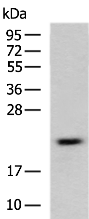 Rabbit Polyclonal Antibody to MED30