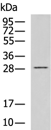 Rabbit Polyclonal Antibody to RNF208