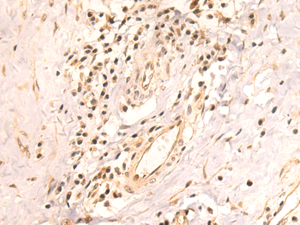 Rabbit Polyclonal Antibody to SAP30L