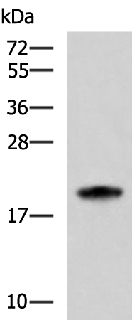 Rabbit Polyclonal Antibody to MRPS28