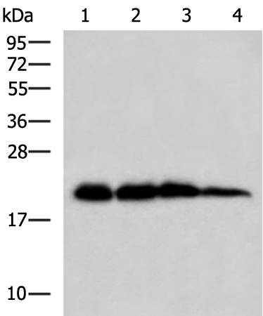 Rabbit Polyclonal Antibody to HPCAL1