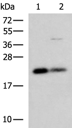 Rabbit Polyclonal Antibody to CSRP2