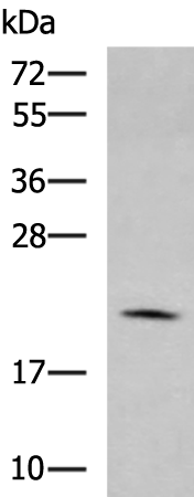 Rabbit Polyclonal Antibody to MARCKSL1