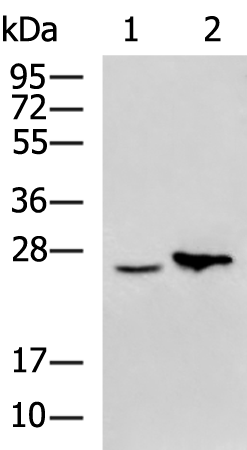 Rabbit Polyclonal Antibody to NABP1