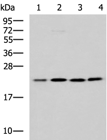 Rabbit Polyclonal Antibody to MRPL40