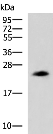 Rabbit Polyclonal Antibody to CLTB