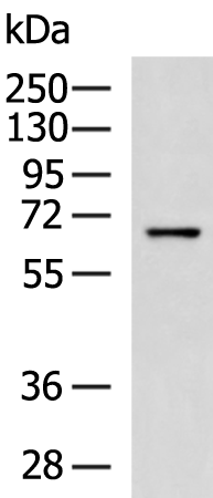 Rabbit Polyclonal Antibody to MYEF2