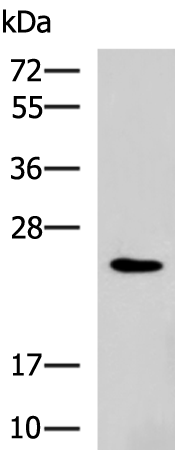 Rabbit Polyclonal Antibody to RAB38