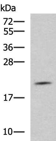 Rabbit Polyclonal Antibody to PPIC