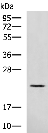 Rabbit Polyclonal Antibody to RAB39A