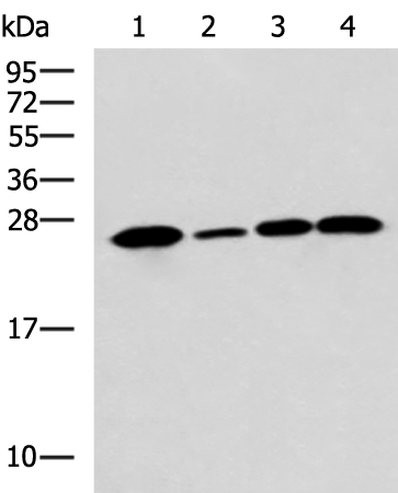 Rabbit Polyclonal Antibody to UCHL1