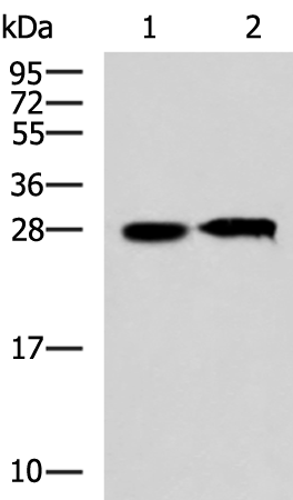 Rabbit Polyclonal Antibody to CCDC134