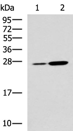 Rabbit Polyclonal Antibody to NQO2