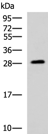 Rabbit Polyclonal Antibody to PAFAH1B3