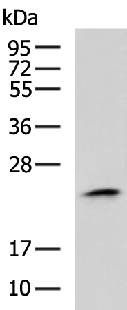 Rabbit Polyclonal Antibody to SH3BGR