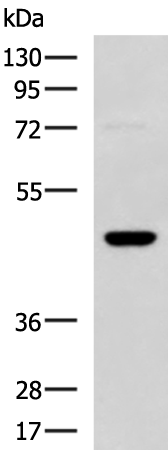 Rabbit Polyclonal Antibody to DNAJA4