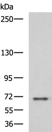 Rabbit Polyclonal Antibody to PREPL