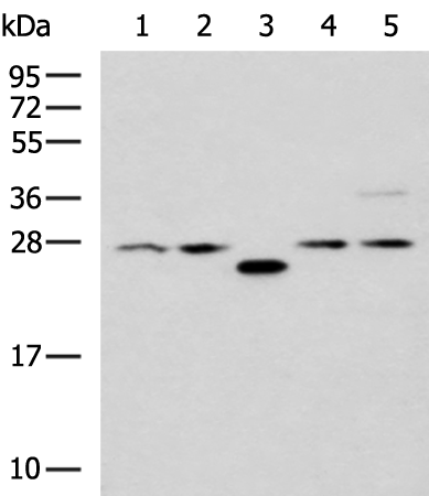 Rabbit Polyclonal Antibody to PSMA6