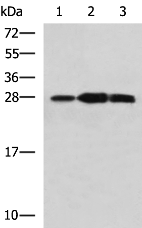 Rabbit Polyclonal Antibody to PLEKHF2