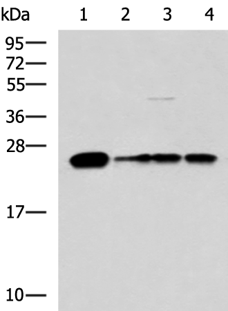 Rabbit Polyclonal Antibody to MMAB