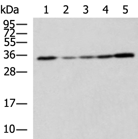 Rabbit Polyclonal Antibody to STX6