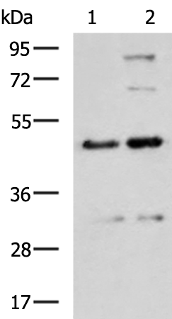 Rabbit Polyclonal Antibody to CMAS