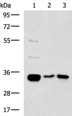 Rabbit Polyclonal Antibody to MLF1