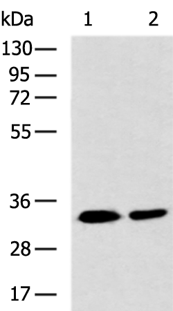 Rabbit Polyclonal Antibody to THG1L