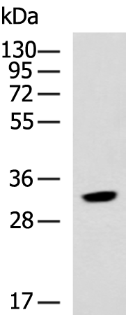 Rabbit Polyclonal Antibody to NMNAT2