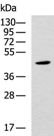 Rabbit Polyclonal Antibody to SAP30BP