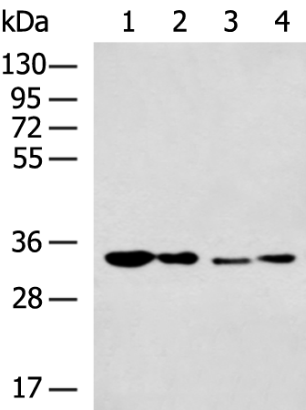 Rabbit Polyclonal Antibody to PRKRA