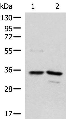 Rabbit Polyclonal Antibody to SGTA