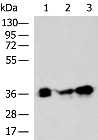 Rabbit Polyclonal Antibody to PYCR2