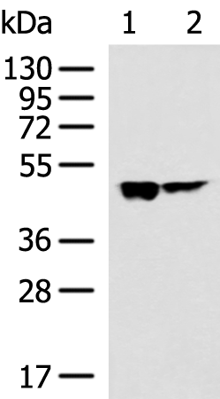Rabbit Polyclonal Antibody to HSDL2