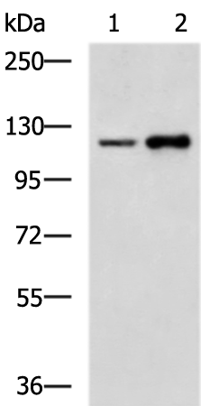 Rabbit Polyclonal Antibody to EMILIN1