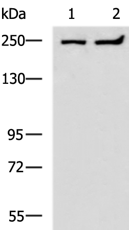 Rabbit Polyclonal Antibody to HEATR1
