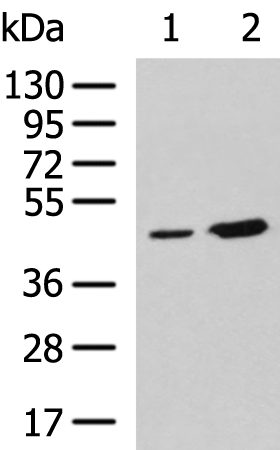 Rabbit Polyclonal Antibody to SUV39H2