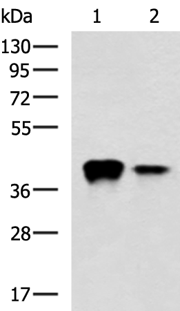 Rabbit Polyclonal Antibody to THOC3