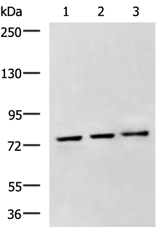 Rabbit Polyclonal Antibody to GRIK2