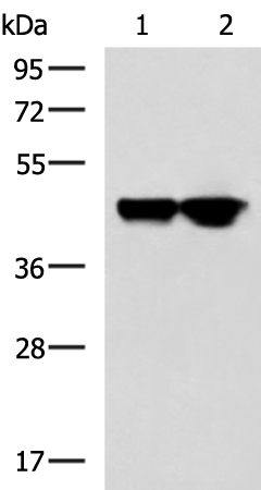 Rabbit Polyclonal Antibody to GNAI1