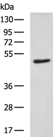 Rabbit Polyclonal Antibody to TEAD4