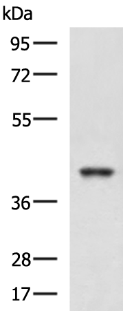 Rabbit Polyclonal Antibody to RBM4