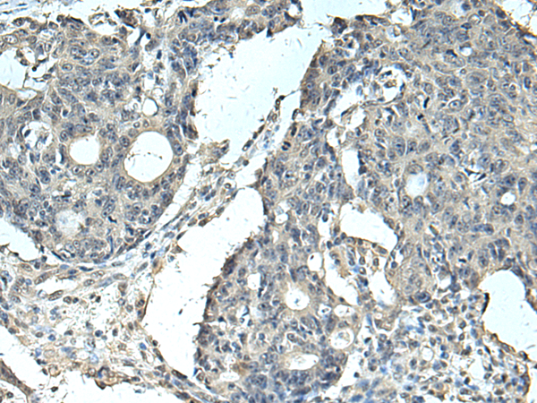 Rabbit Polyclonal Antibody to SLC35F6