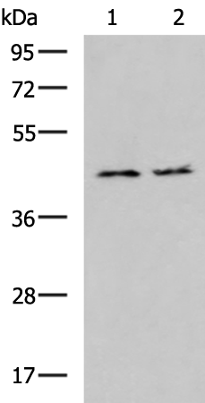 Rabbit Polyclonal Antibody to MAPKAPK3