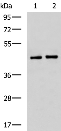 Rabbit Polyclonal Antibody to SAV1