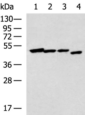 Rabbit Polyclonal Antibody to NR2E1